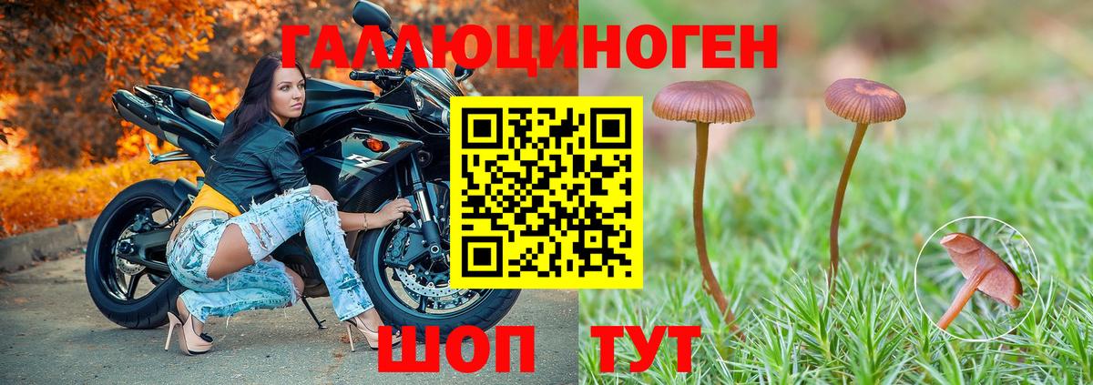 Тара  Псилоцибиновые грибы Psilocybe  Псилоцибиновые грибы MAGIC MUSHROOMS  Вход с VPN 